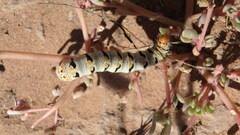 Euscirrhopterus gloveri
