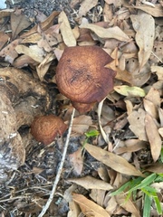 Omphalotus subilludens