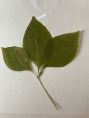 Lysimachia latifolia