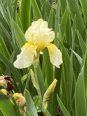 Iris × hybrida