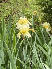 Iris × hybrida