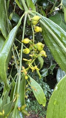 Notothixos subaureus