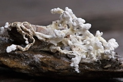 Beauveria bassiana