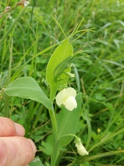 Lathyrus ochrus