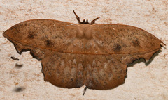 Oxytenis naemia