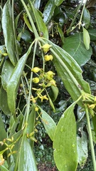 Notothixos subaureus