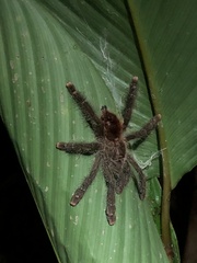 Avicularia juruensis