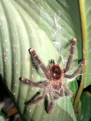 Avicularia juruensis