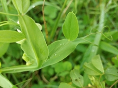 Lathyrus ochrus