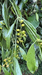 Notothixos subaureus