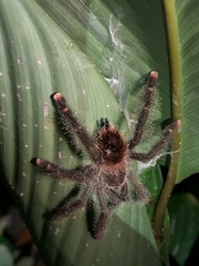 Avicularia juruensis