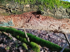 Fuscoporia ferruginosa