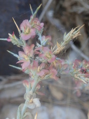 Noaea mucronata