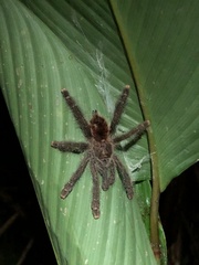 Avicularia juruensis