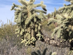 Cylindropuntia fulgida