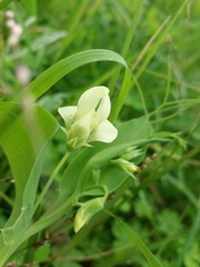 Lathyrus ochrus