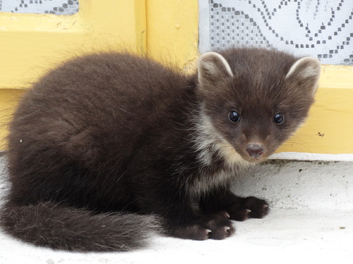 Eurasian Pine Marten