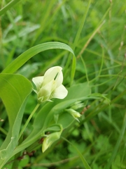 Lathyrus ochrus