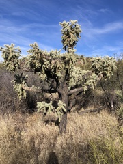 Cylindropuntia fulgida