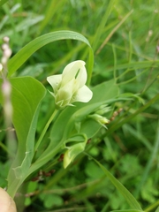 Lathyrus ochrus
