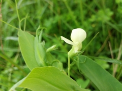 Lathyrus ochrus