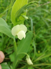 Lathyrus ochrus