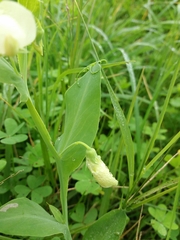 Lathyrus ochrus