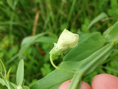 Lathyrus ochrus