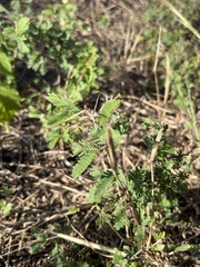 Prosopis reptans