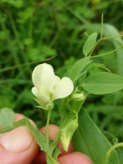 Lathyrus ochrus