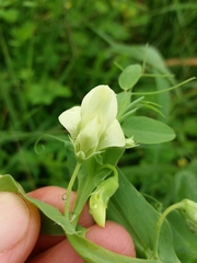 Lathyrus ochrus