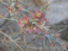 Noaea mucronata