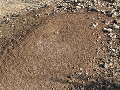 Pogonomyrmex barbatus