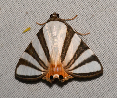 Eulepidotis preclara