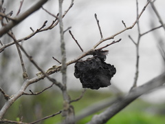 Eriosoma lanuginosum