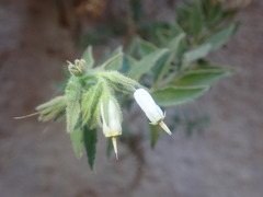 Podonosma orientalis