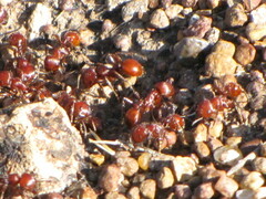 Pogonomyrmex barbatus