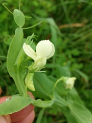 Lathyrus ochrus