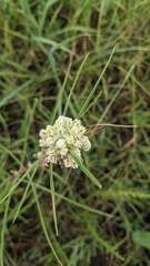Asclepias stenophylla