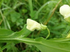 Lathyrus ochrus