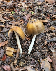 Coprinellus bipellis