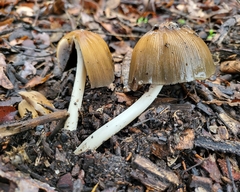Coprinellus bipellis