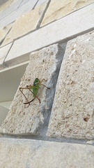 Pediodectes haldemanii