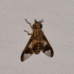Chrysops flavidus