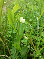 Lathyrus ochrus