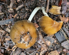 Coprinellus bipellis