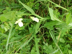 Lathyrus ochrus