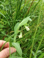 Lathyrus ochrus