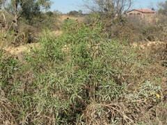 Barkleyanthus salicifolius