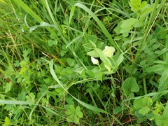 Lathyrus ochrus